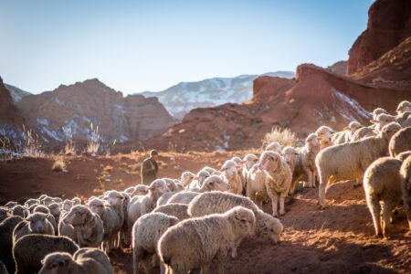 Gospel of john, sheep