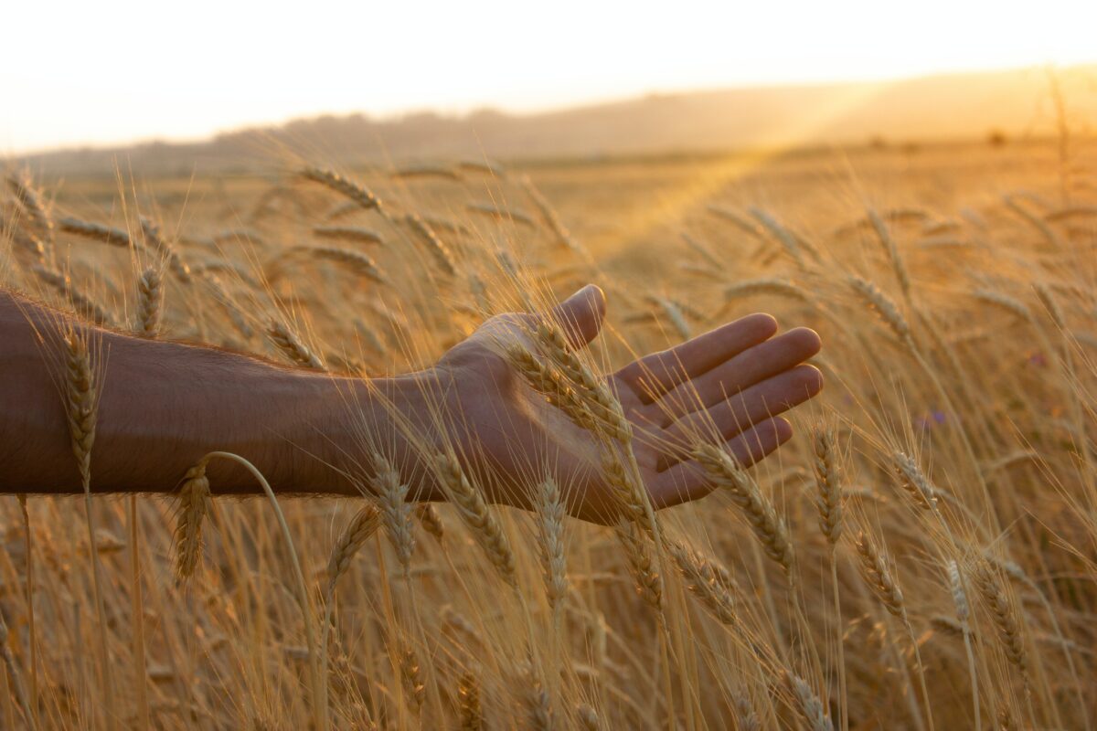 wheat field