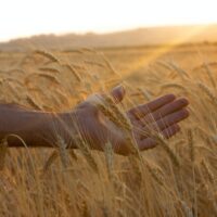 wheat field